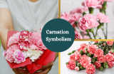 Carnation Flower – Meaning and Symbolism