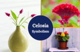Celosia: A Floral Symbol of Affection and Courage