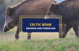 Celtic Boar – Symbolism and Meaning