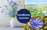 Cornflowers: Exploring Their Symbolic and Cultural Significance