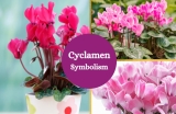 Cyclamen Flower – Meaning and Symbolism