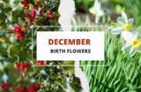 December Birth Flowers – Holly and Narcissus