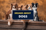 The Meaning of Dogs in Dreams – Possible Interpretations