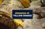 Dreaming about Yellow Snakes – What Do They Mean?