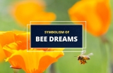 Dreaming of Bees – Symbolism and Meaning