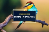Dreaming of Birds – What Could It Mean?
