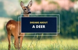 Dreams about Deer – Possible Interpretations