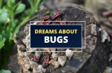 Dreams about Bugs – What Do They Mean?