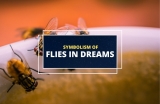 Dreams About Flies – Decoding the Buzz