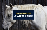 Dreaming About a White Horse – Meaning and Symbolism 