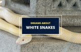 Dreams About White Snakes – What Do They Mean?