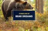 Dreamt of a Bear? Here’s What It Could Mean