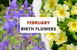 February Birth Flowers – Everything You Need to Know