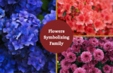 18 Flowers that Symbolize Family