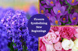 15 Flowers that Symbolize New Beginnings