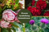 Top 25 Flowers that Symbolize Remembrance