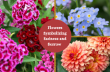 Top 25 Flowers that Symbolize Sadness and Sorrow