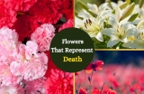 13 Flowers that Symbolize Death in Different Cultures