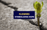 Flowers That Symbolize Hope – A List