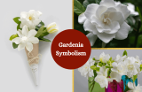 Gardenia – Symbolism and Meaning