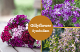 Gillyflower Symbolism: From Gardens to Gestures