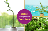 Good Luck Plants (A List)
