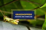 What Do Grasshoppers Symbolize?