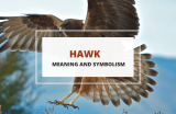 Symbolic Meaning of Hawks