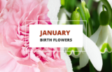 January Birth Flowers – Carnations and Snowdrops