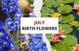 July Birth Flowers: Delphinium and Water Lily