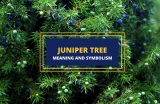 Juniper – Meaning and Symbolism