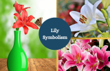Lily – Symbolism and Meaning