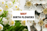 May Birth Flowers: Lily of the Valley and Hawthorn