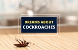 Dreaming about Cockroaches – What Could It Mean?