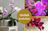 Orchids – Symbolism and Meaning