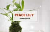 Peace Lilies – Meaning and Symbolism
