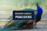 Symbolism of the Peacock – Proud and Sublime