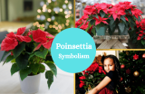 Poinsettia – Symbolism and Meaning