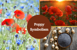 Poppy Flower Meaning and Symbolism