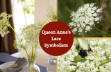 Queen Anne’s Lace – Symbolism and Meaning