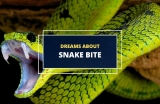 Dreaming of a Snake Bite – Possible Interpretations