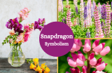 Snapdragon Flower Meaning
