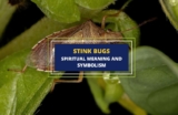 Stink Bugs – Spiritual Meaning and Symbolism