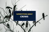 Superstitions About Crows – What Do They Mean?