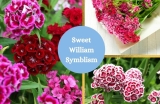 Sweet William Meaning and Symbolism