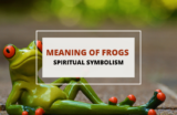 Spiritual Meaning and Symbolism of Frogs