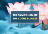 Simbolismo de la flor de loto y sus significados