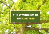 What Is the Symbolism of Oak Tree – History and Meaning