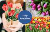Tulips – Symbolism and Meaning
