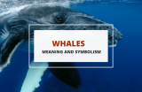 The Deep Symbolism of Whales